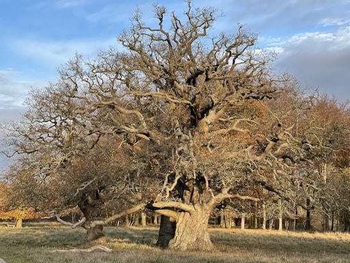 A large, ancient tree with a thick, gnarled trunk and intricate, sprawling branches stands in an open grassy field. The tree's leaves are sparse, revealing a complex network of twisting branches. In the background, other trees with autumn-colored leaves add depth to the scene under a partly cloudy blue sky.
