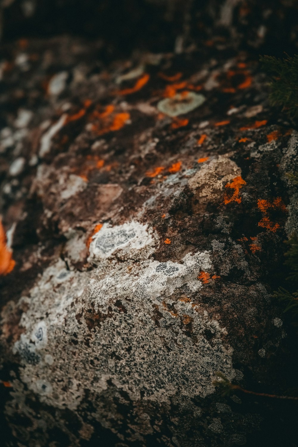 a close up of a rock with lichen and moss growing on it