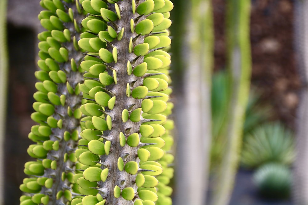 a close up of a plant with green leaves