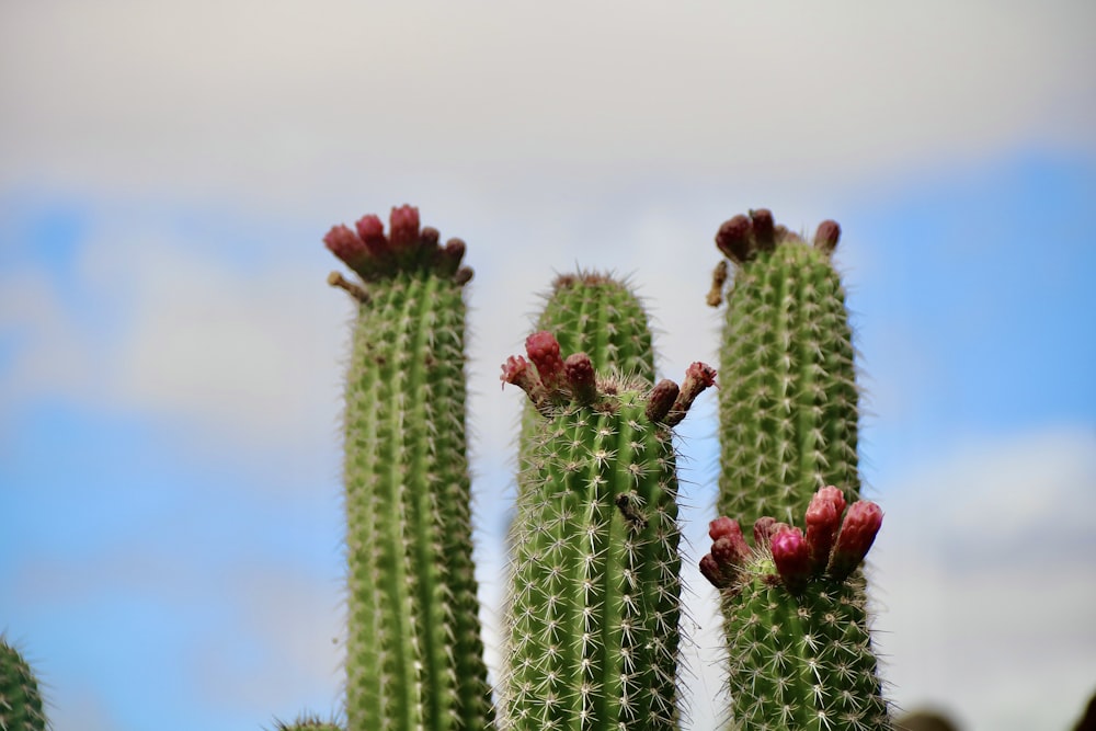 a close up of a cactus with a sky in the background