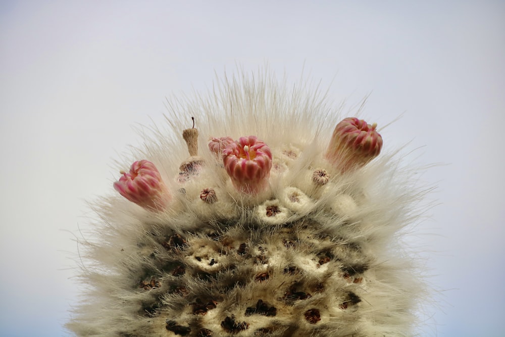 a close up of a flower on a plant