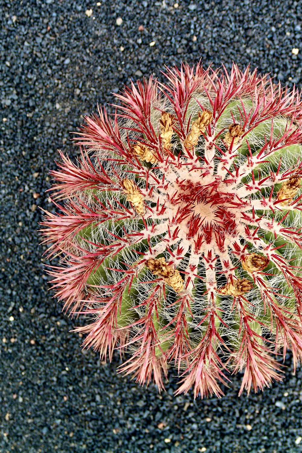 a close up of a flower on a black surface