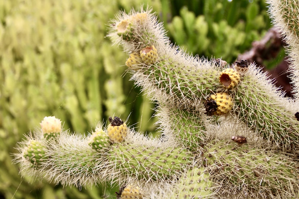 a close up of a cactus plant with small yellow flowers