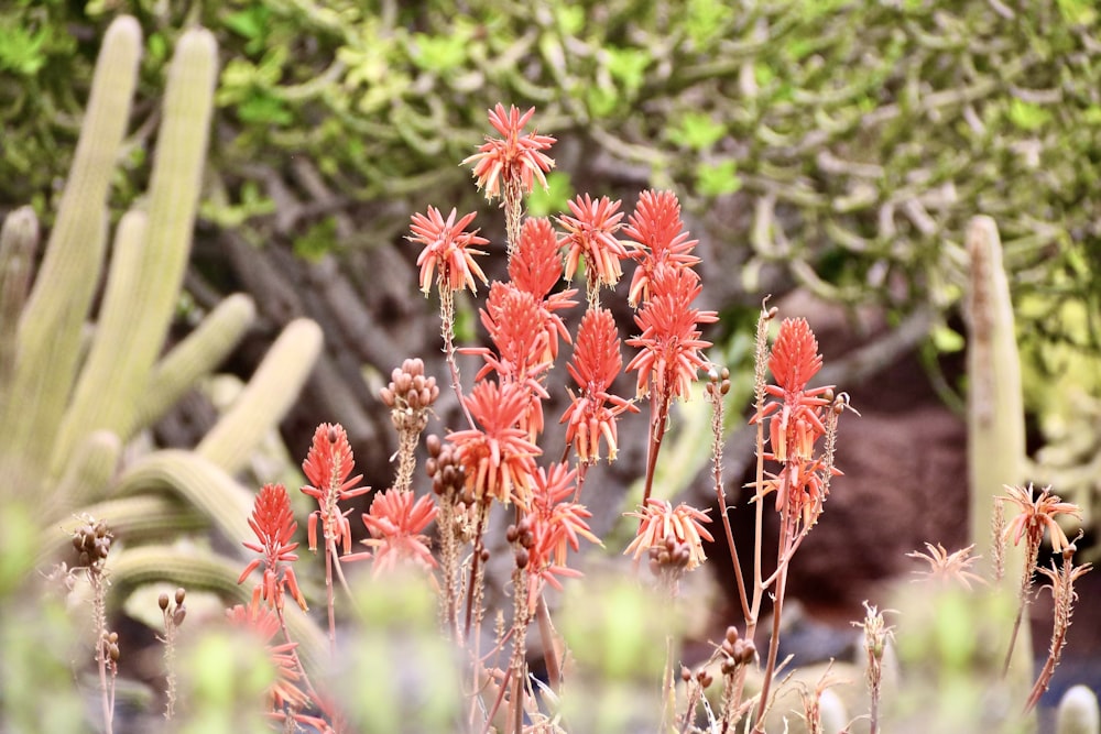 a bunch of flowers that are in the grass