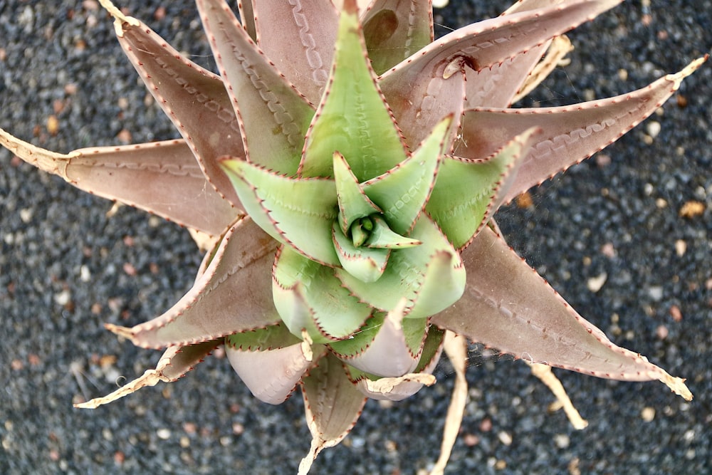 a close up of a plant with dirt in the background