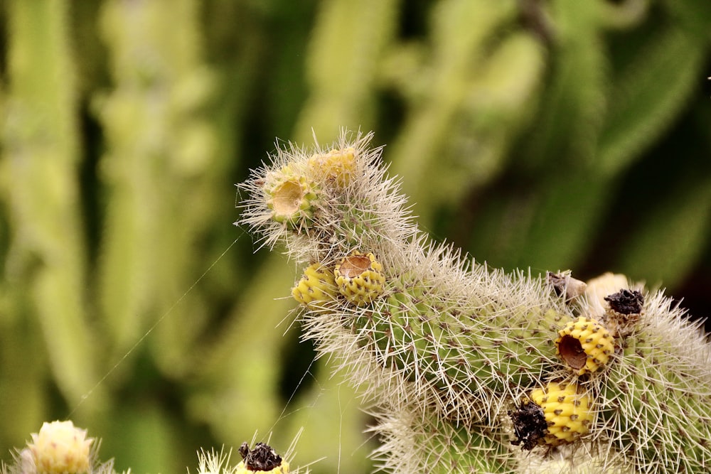 a close up of a cactus with small yellow flowers