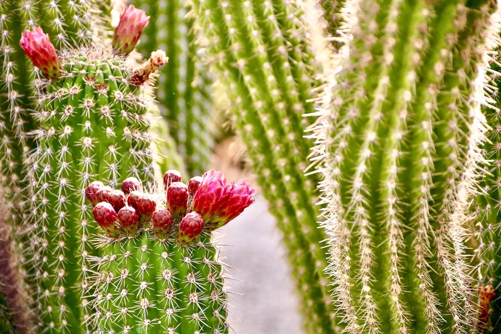 a close up of a bunch of cactus plants