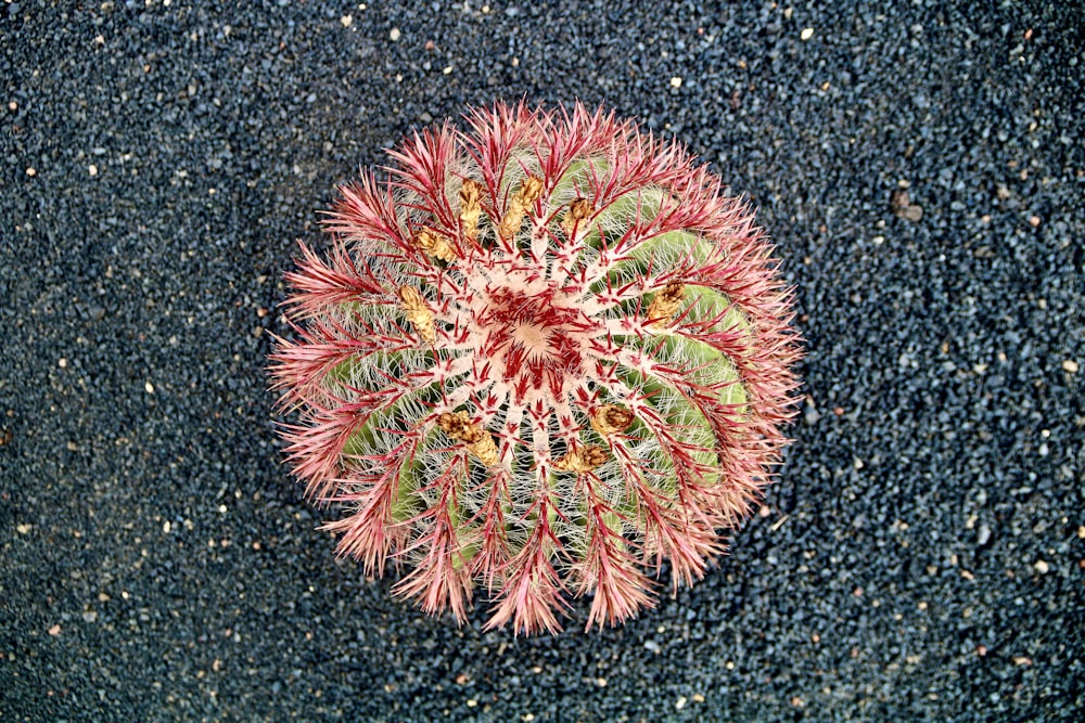 a red and green plant sitting on top of a black ground