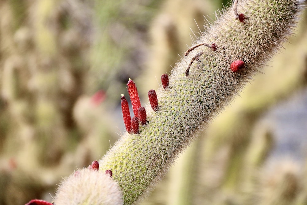 a close up of a plant with red flowers