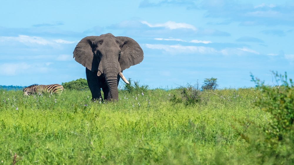 an elephant and a zebra in a grassy field