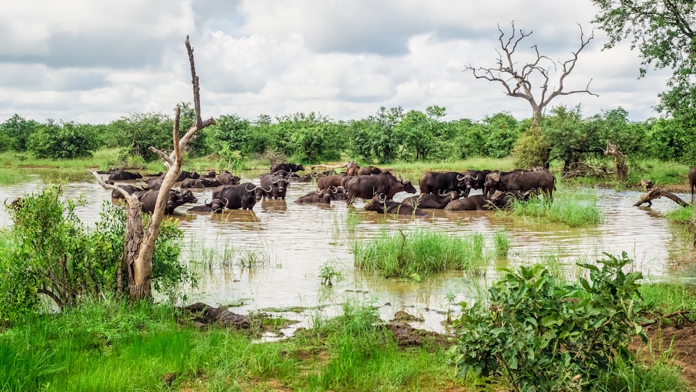 a herd of wild animals walking across a river