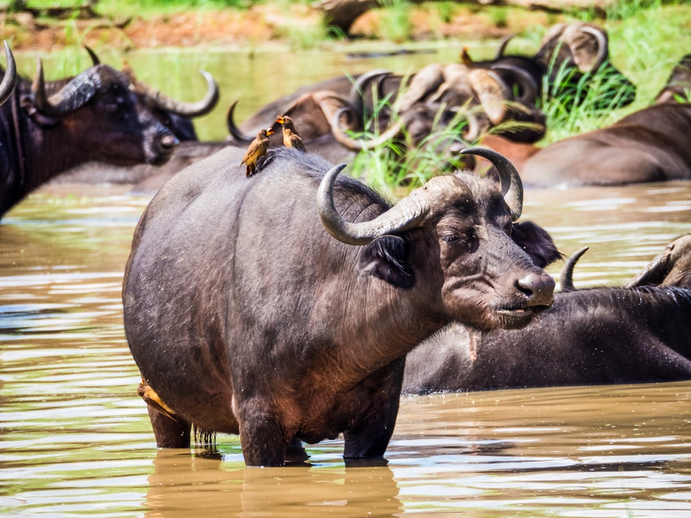 Una manada de búfalos de agua vadeando un río