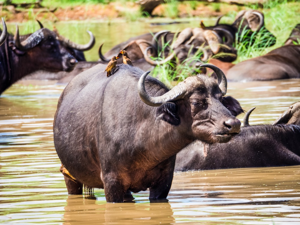 um rebanho de búfalos de água vagando por um rio