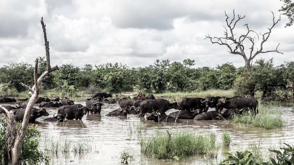 a herd of elephants standing in a body of water