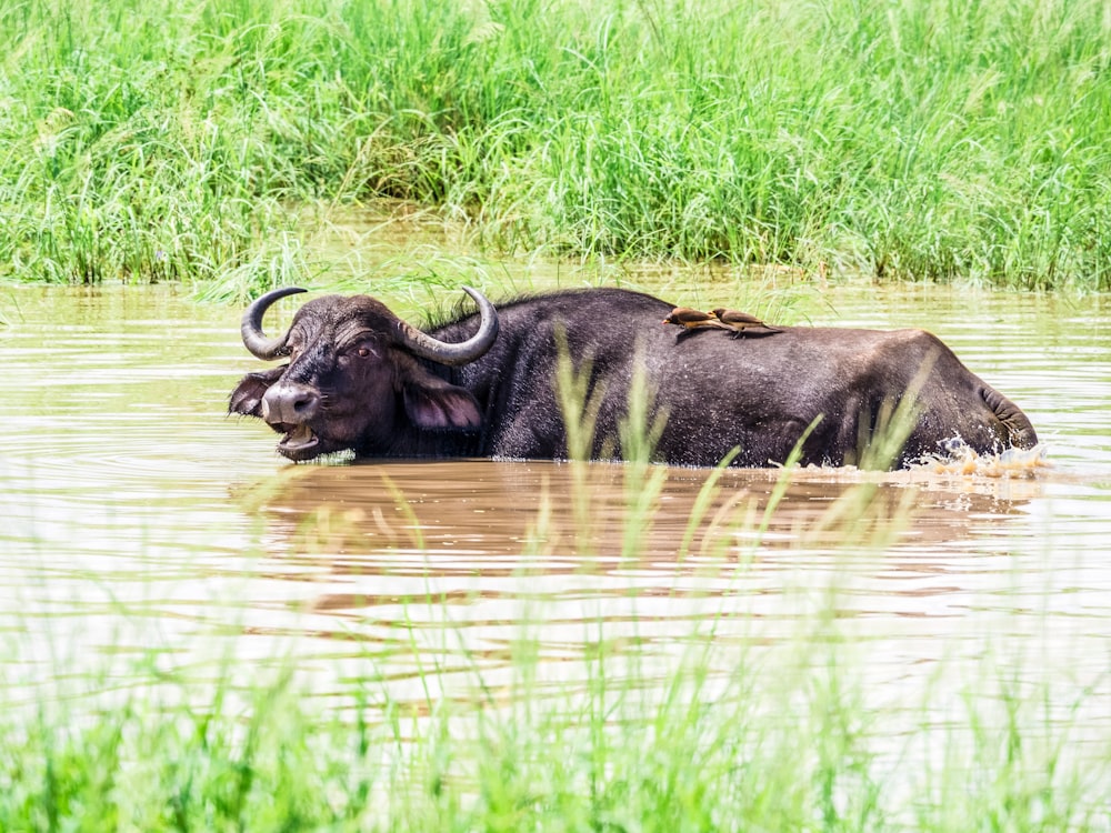 a large buffalo is wading through a river