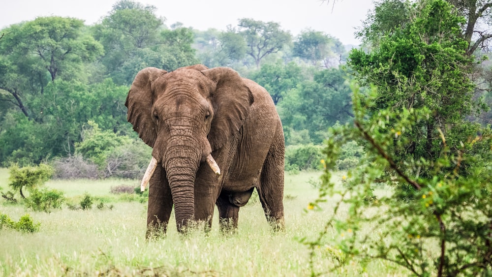 a large elephant standing in a lush green field