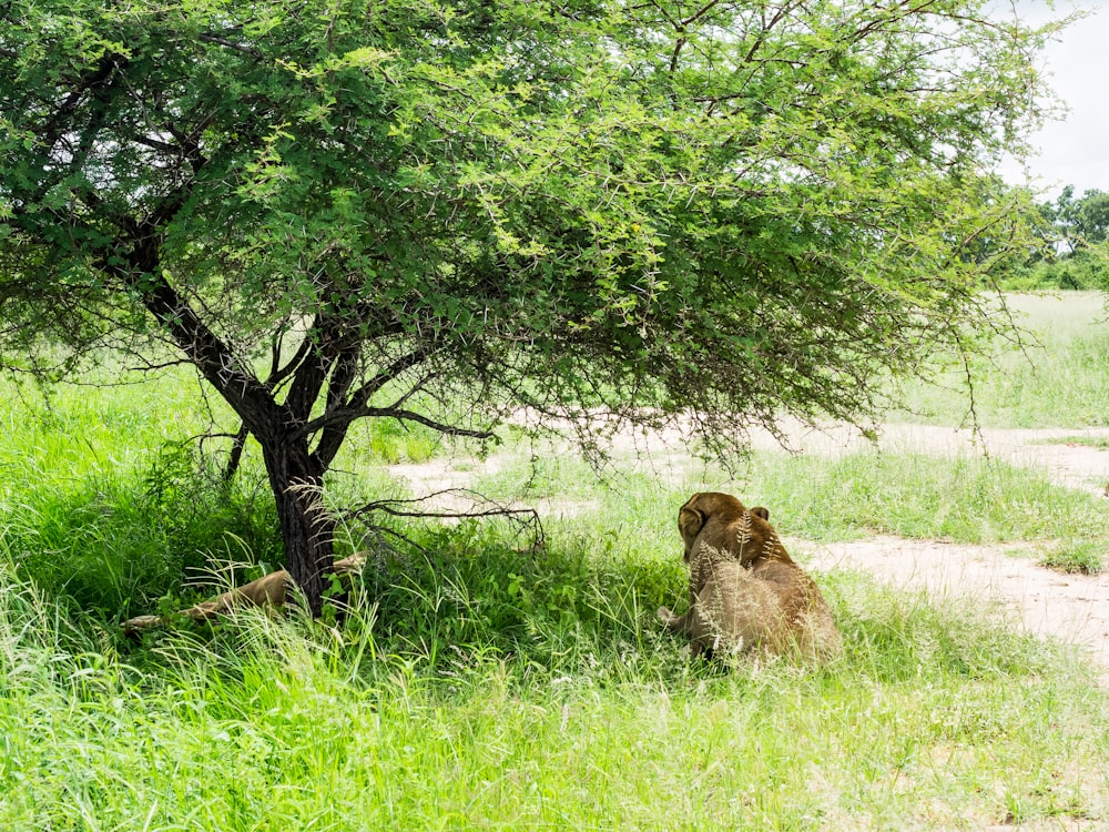 a couple of lions sitting under a tree
