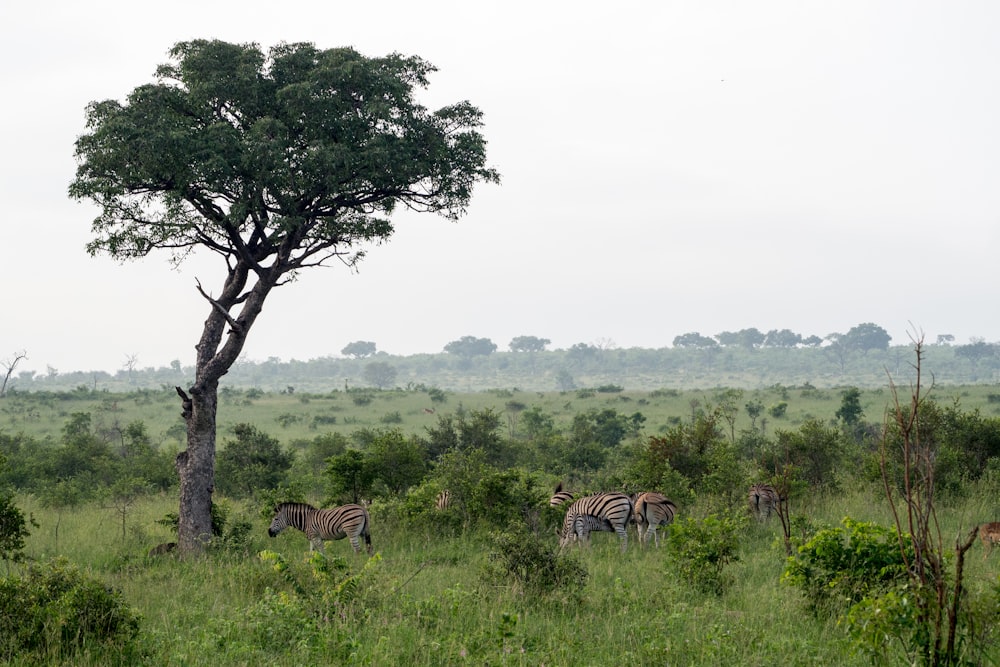 a herd of zebra standing on top of a lush green field