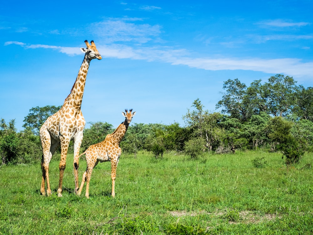 a couple of giraffe standing on top of a lush green field