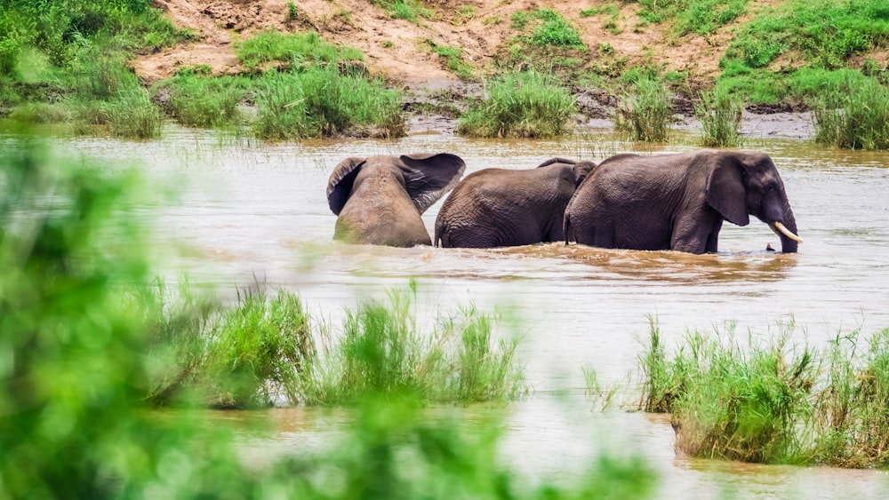 a group of elephants wading in a body of water