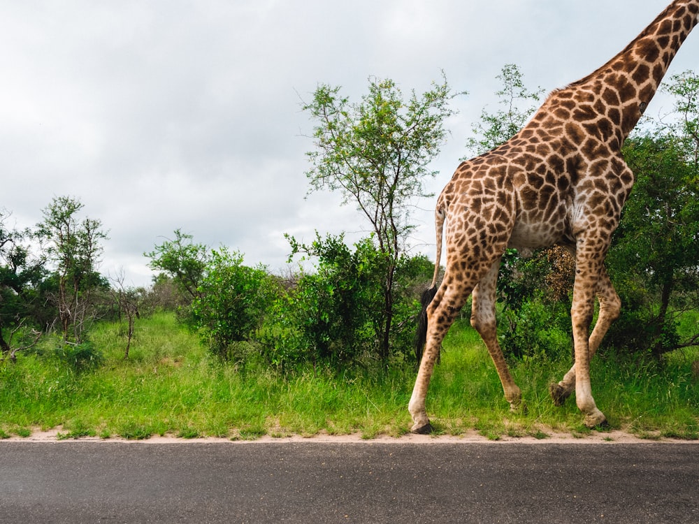 a tall giraffe walking across a lush green field