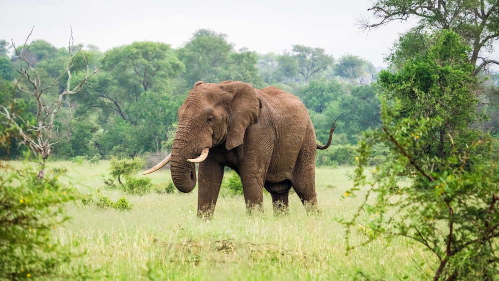 an elephant standing in a field with trees in the background