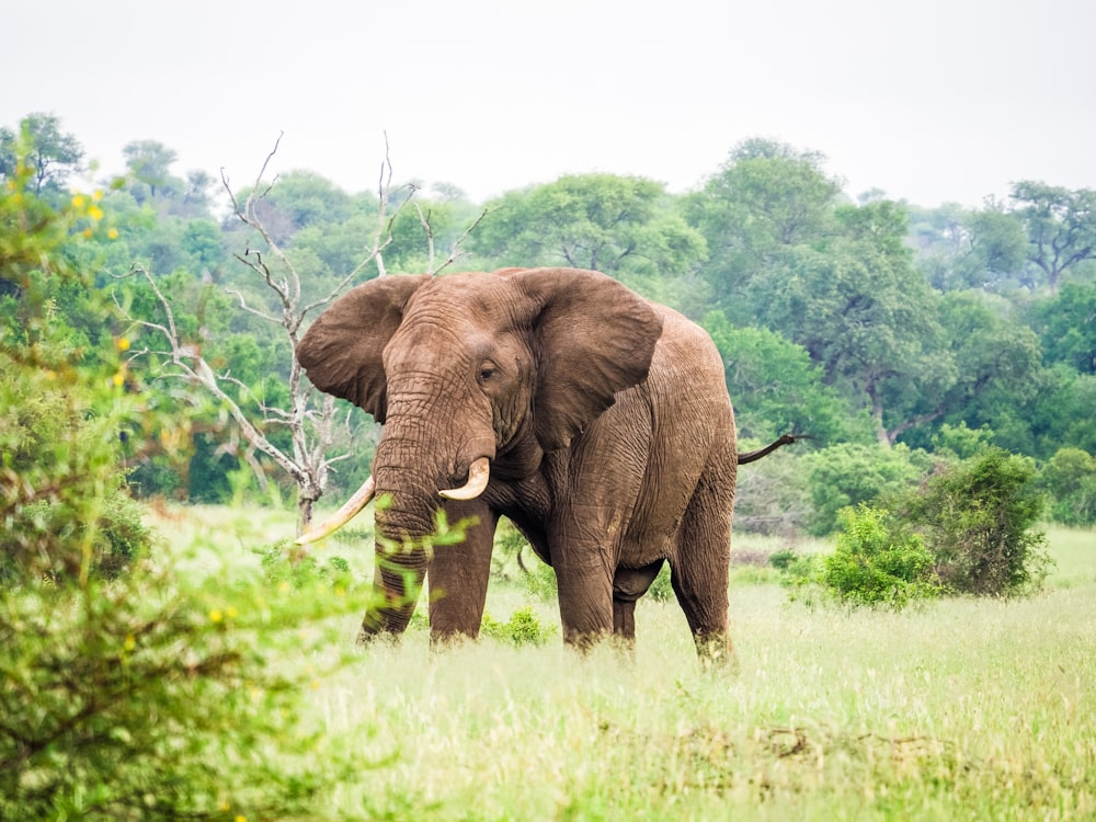 an elephant standing in a field with trees in the background