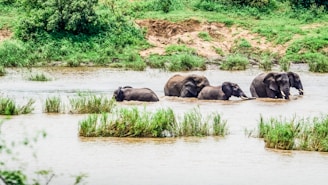 a herd of elephants walking across a river