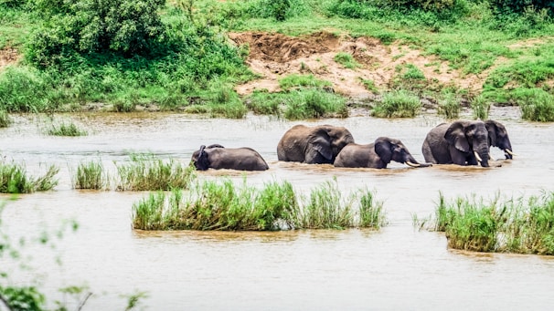 a herd of elephants walking across a river