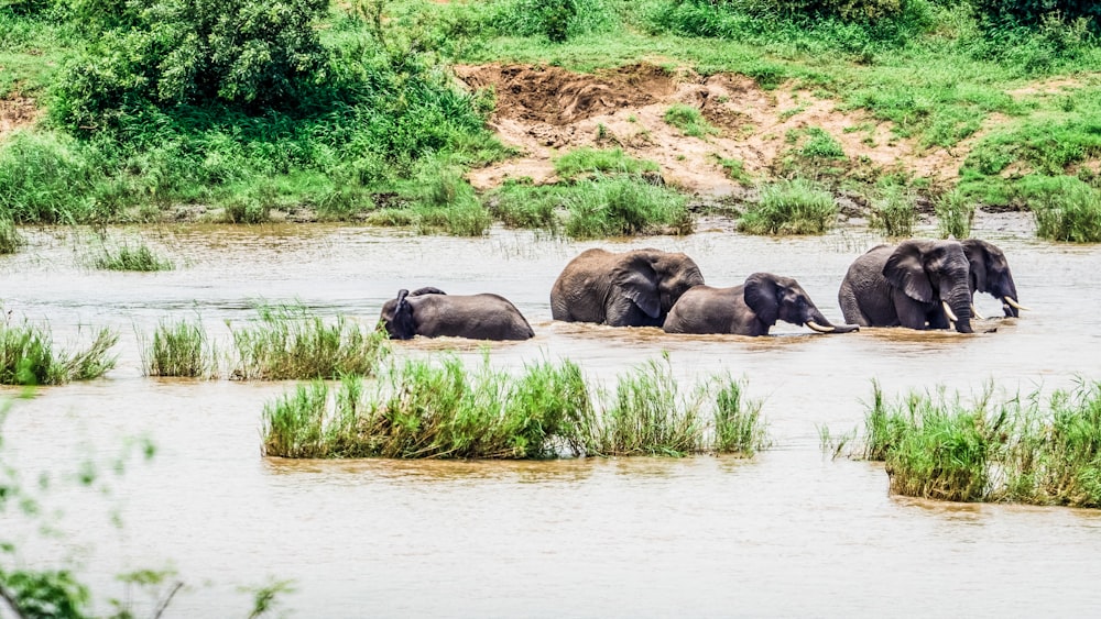 a herd of elephants walking across a river