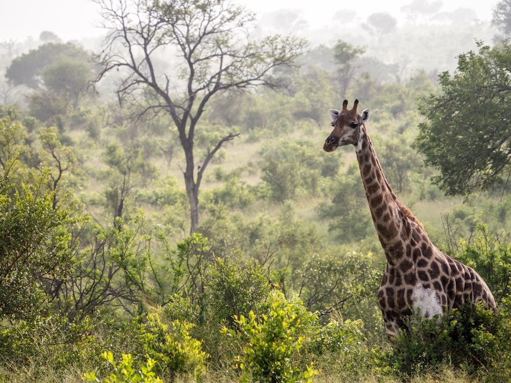 a giraffe standing in the middle of a lush green field