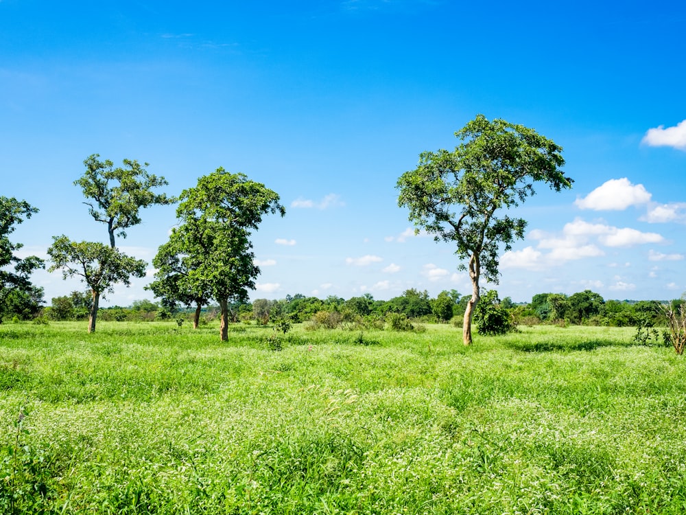 a grassy field with trees in the distance