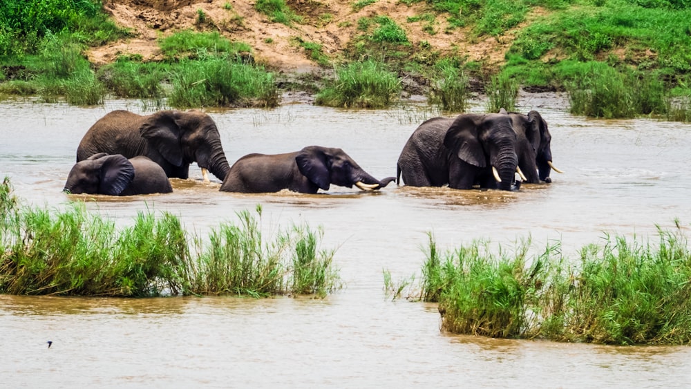 a herd of elephants walking across a river