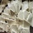 Several pieces of a white, porous snack have been cut into irregular shapes and arranged on a surface. Some pieces are plain, while others are speckled with what looks like small black seasoning or peppercorns.