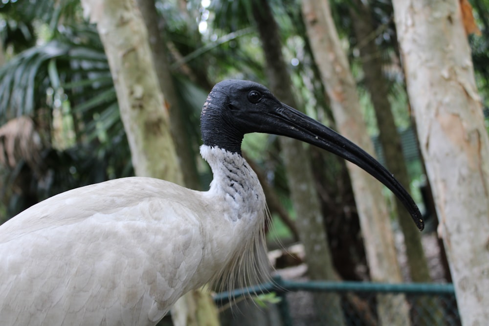 a large white bird with a long black beak