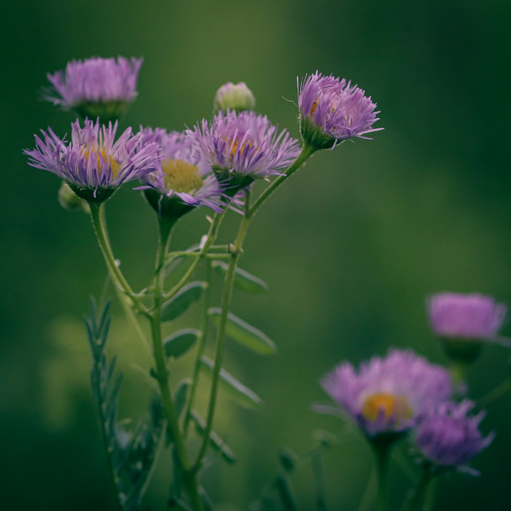 a bunch of purple flowers in a field