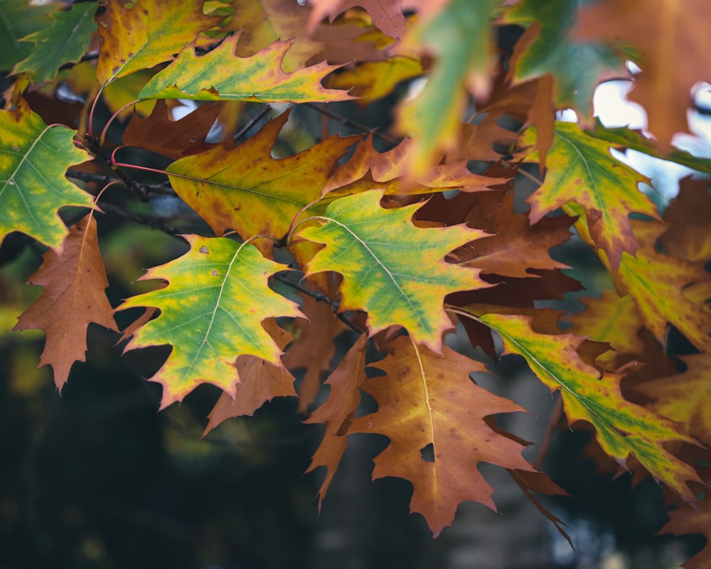 a bunch of leaves that are on a tree