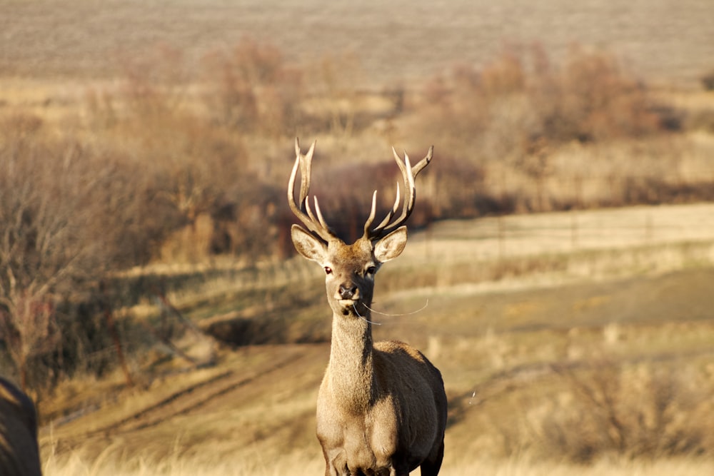 a deer standing on top of a dry grass field