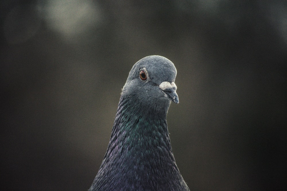 a close up of a pigeon with a blurry background
