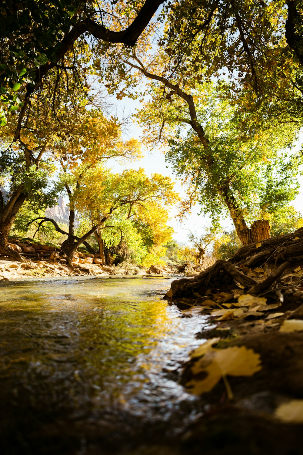 a river running through a lush green forest