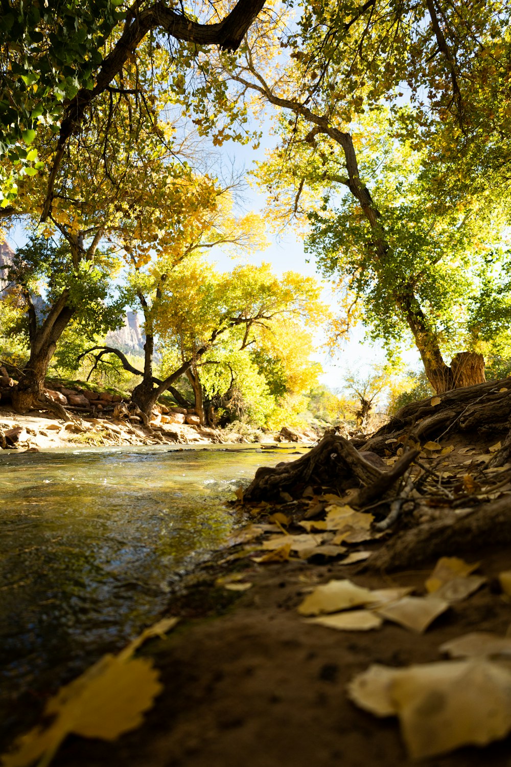 a river running through a lush green forest