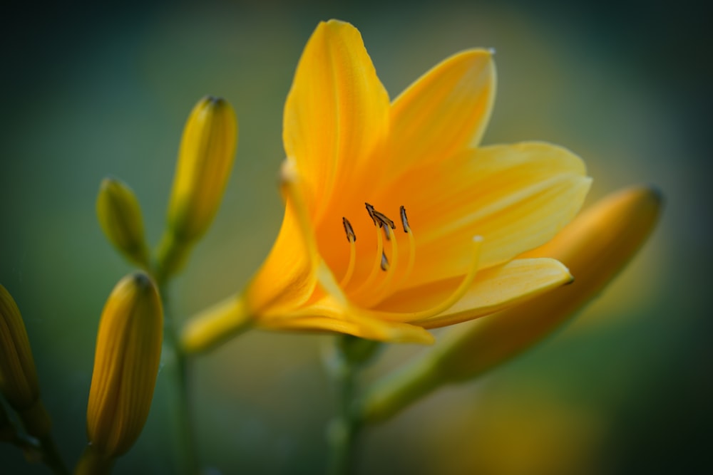 a close up of a yellow flower with a blurry background