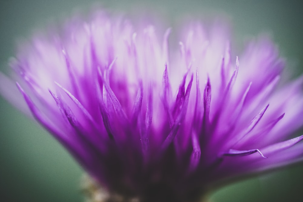 a close up of a purple flower on a green background