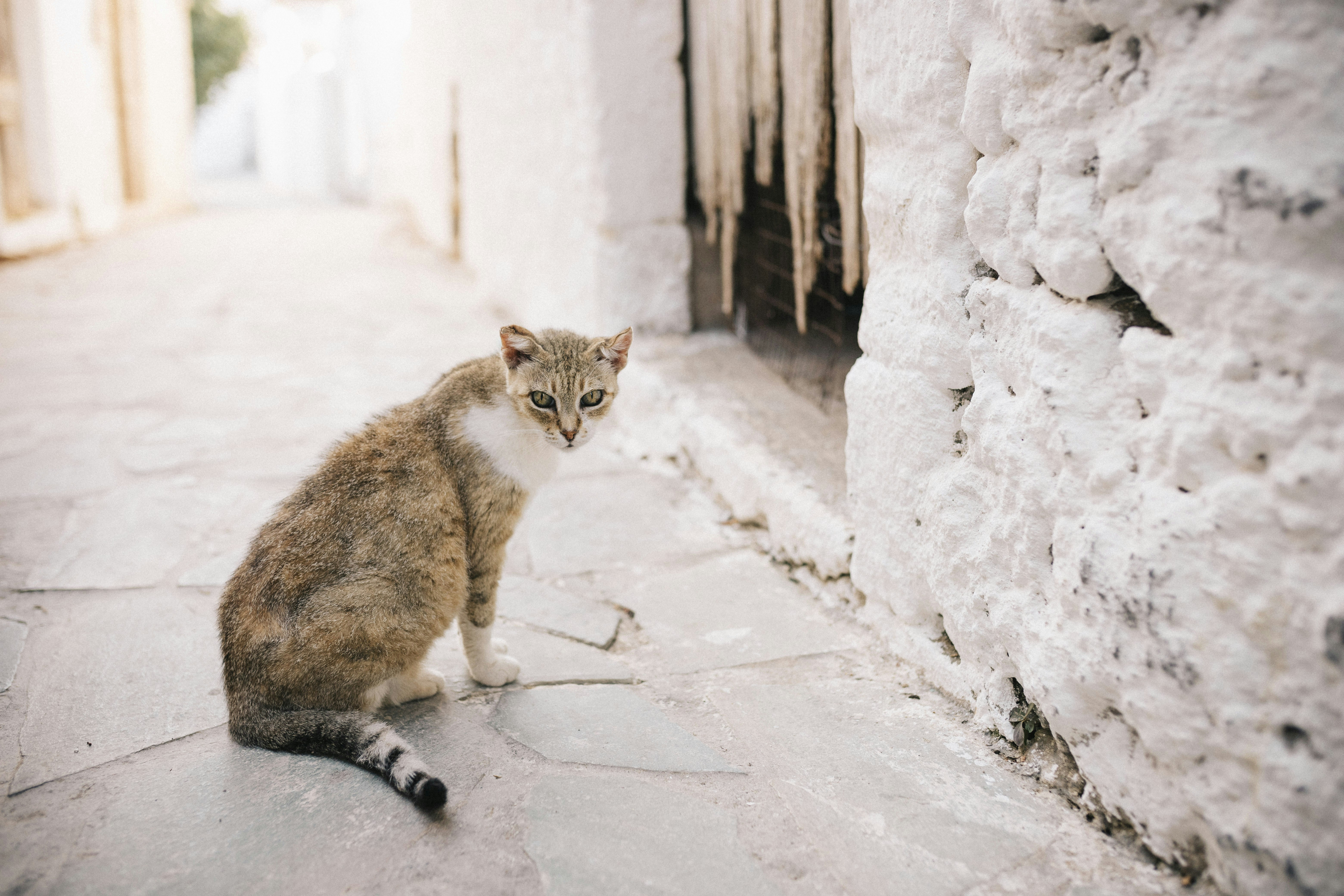 חתולוגיה עיונית | אבנר הדס