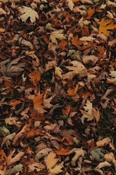 a bunch of leaves that are laying on the ground
