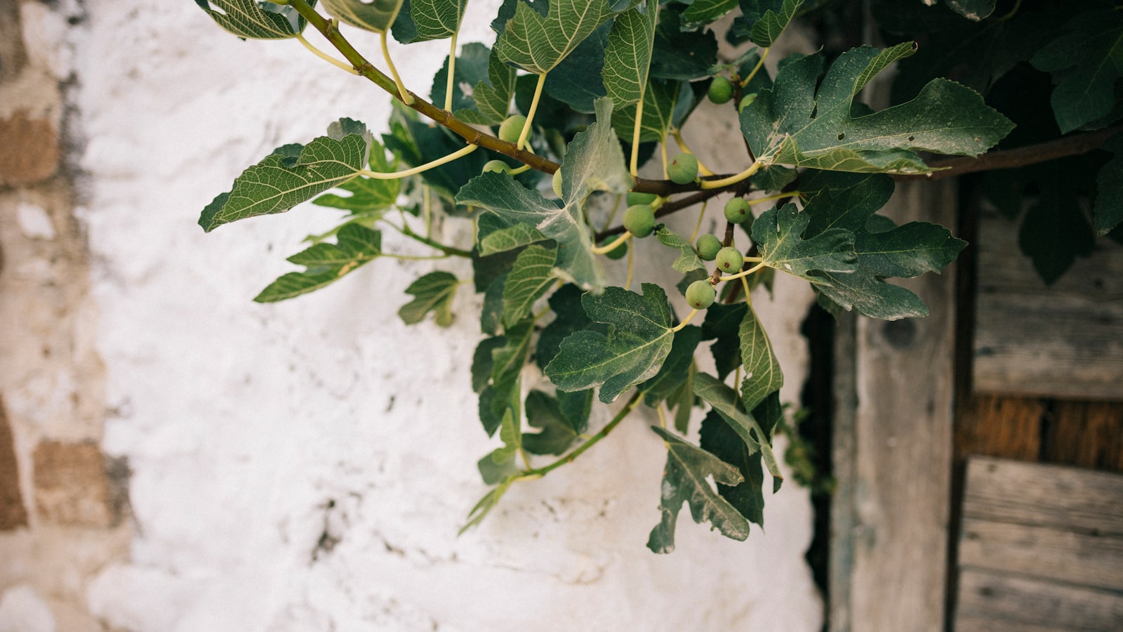 Preparing Your Fig Tree for Winter: The Key Steps to Ensure Survival