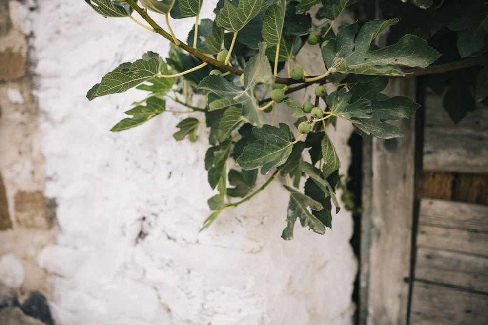 une plante aux feuilles vertes sur un mur blanc