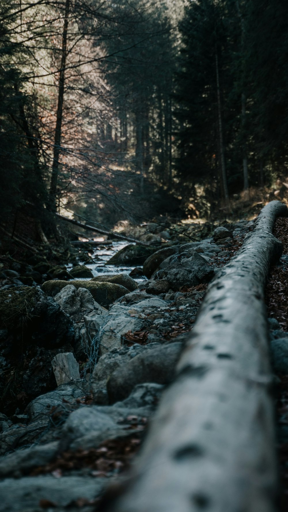 a log sitting in the middle of a forest