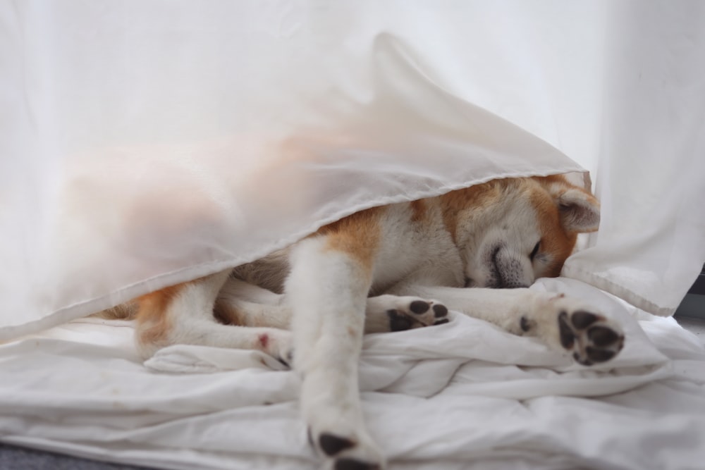 Ein Hund schläft unter einer Decke auf einem Bett
