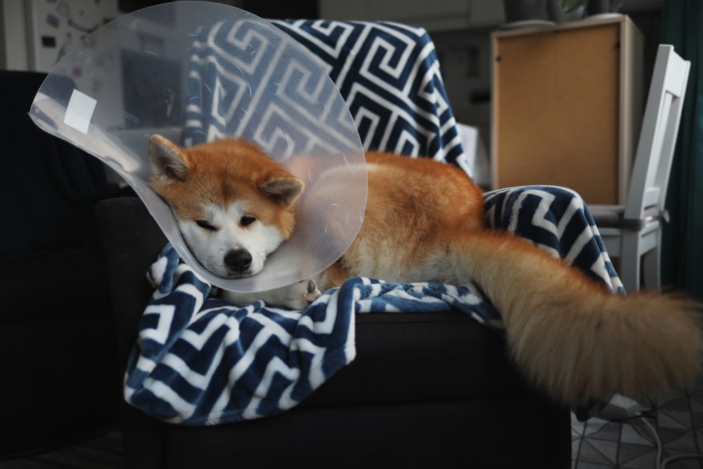 a dog with a cone on it's head laying on a couch